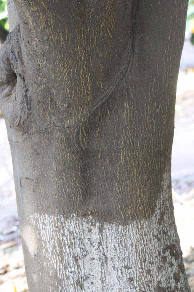              Bark (Riverside, CA)       